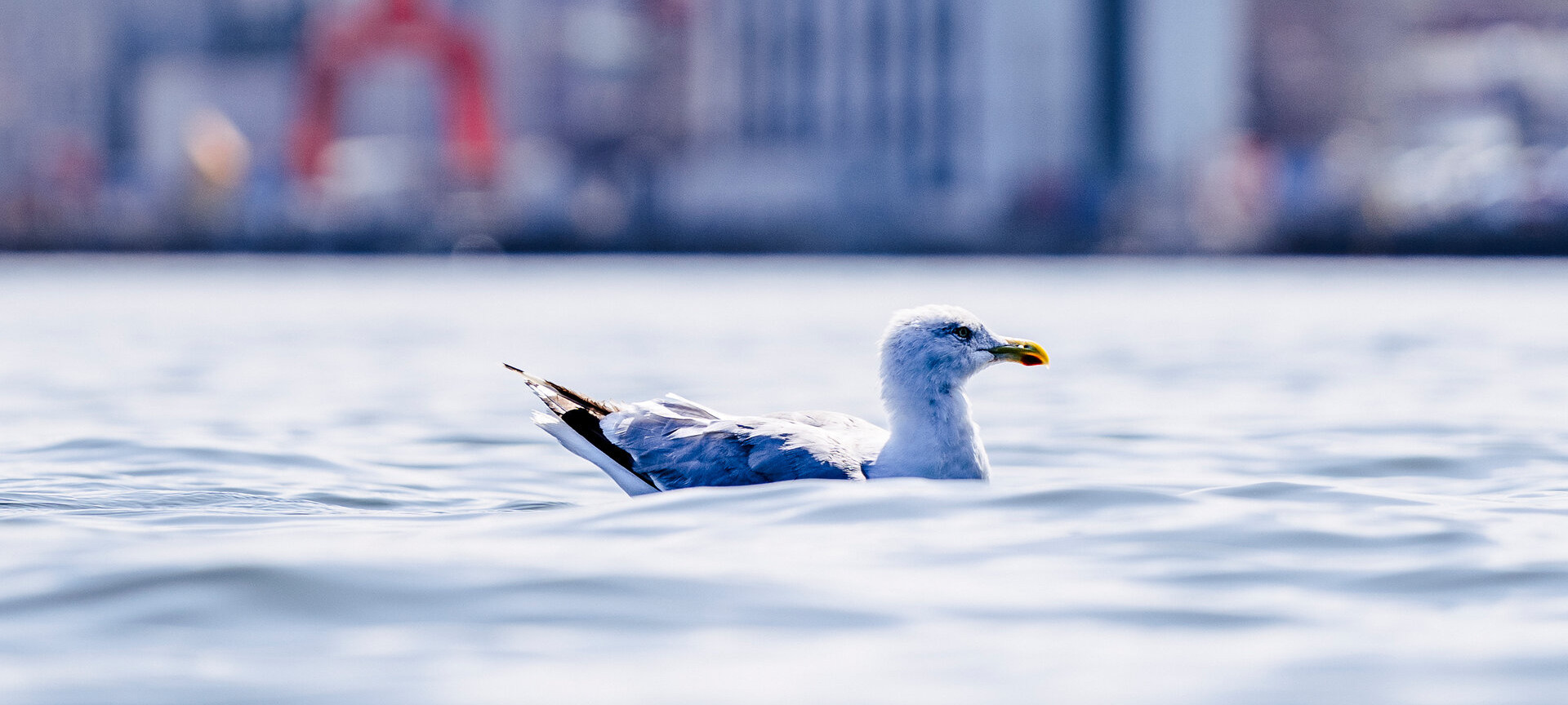 Möwe an der Kieler Förde